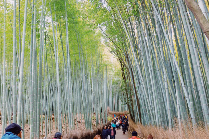 Tourists walking through a path with bamboo trees swaying in the wind in the Bamboo Grove in Arashiyama, Kyoto (Japan).