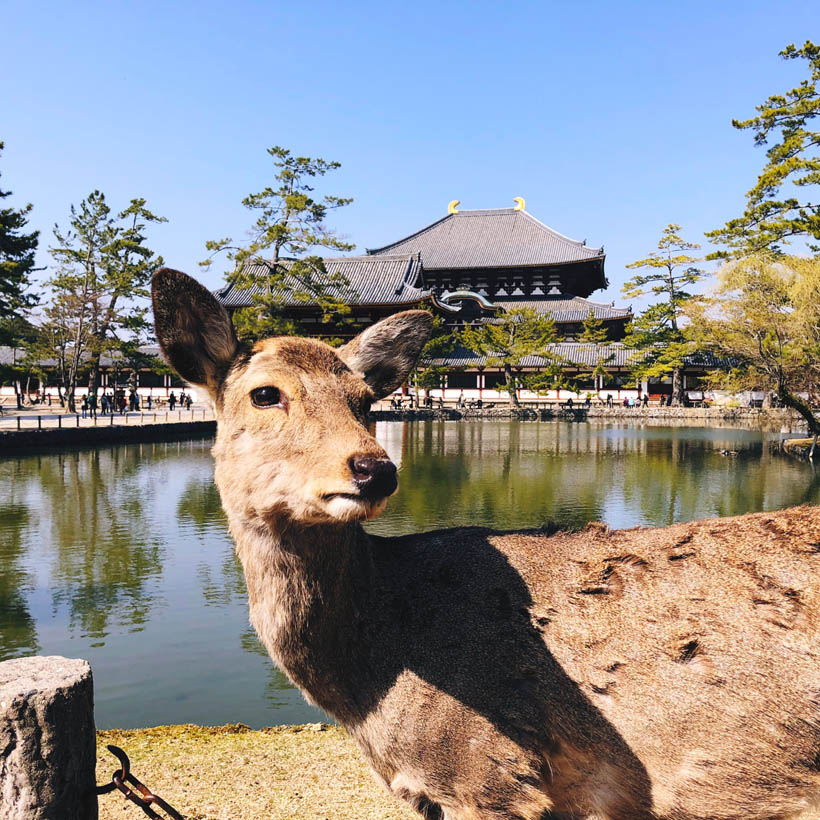 A deer watching over the Todaiji temple in the distance.