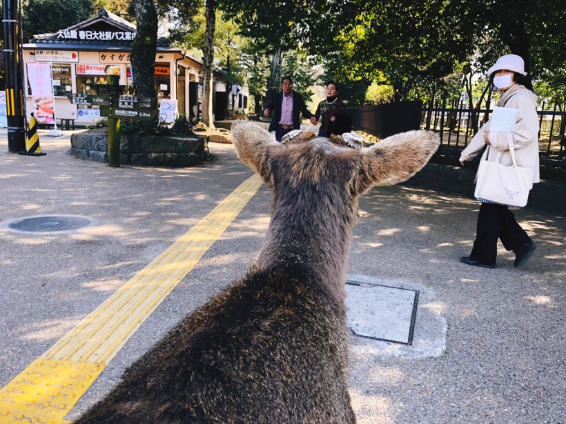 The deer also roam around the city sometimes.