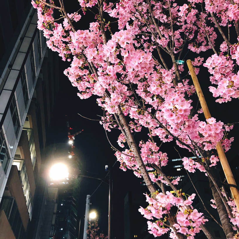 Pink Sakura flowers at the south entrance of Shibuya Station at night.