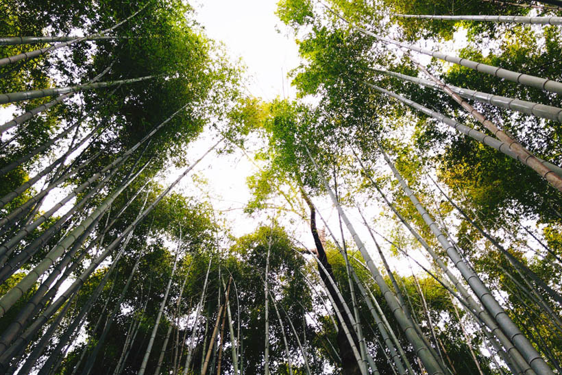 Bamboo trees pointing at the sky in the Bamboo Grove in Arashiyama, Kyoto (Japan).