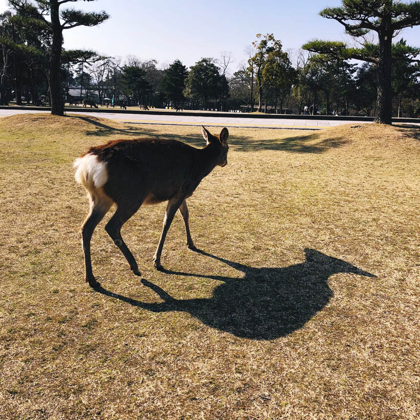 Another deer roaming in the park.