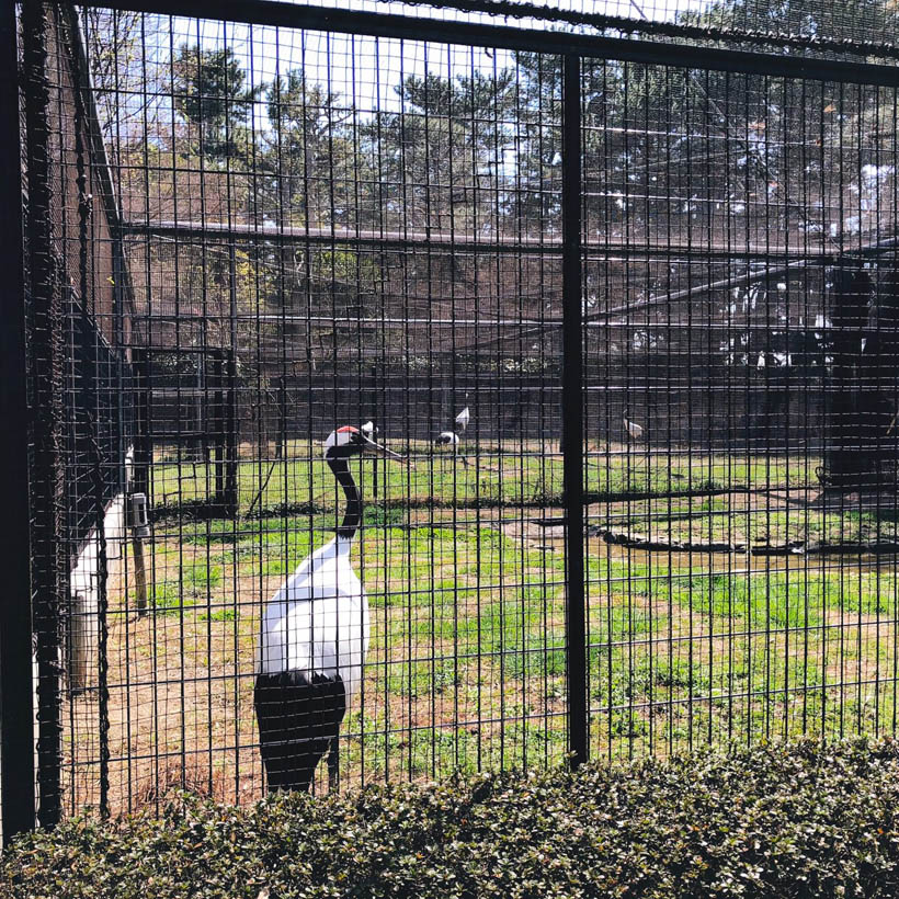 Exotic birds in Korakuen Garden.