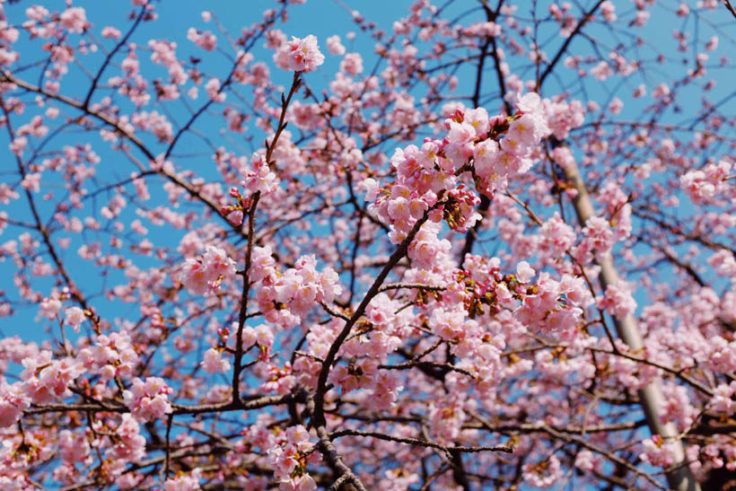 Sakura flowers blossoming in Ueno Park in Tokyo, Japan.