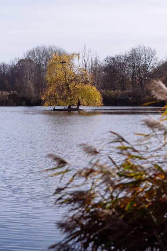 A tree at one of the lakes of Park Abbey in Leuven.